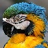 2Handsome Profile - ID: 10018275 © Kathy Salerni