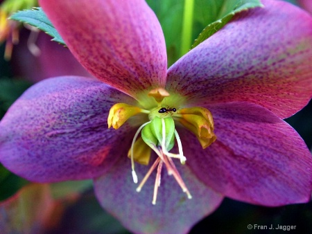 Hellebore Helper