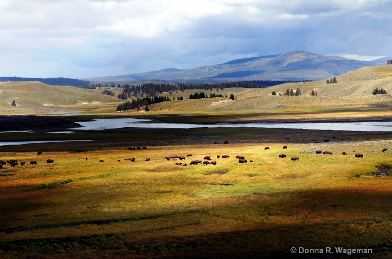 Shadows Over Hayden Valley with Buffalo