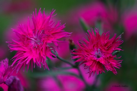 Dianthus