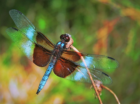 "Tiffany" dragonfly
