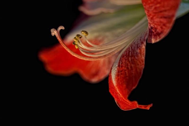 Amaryllis Ballet