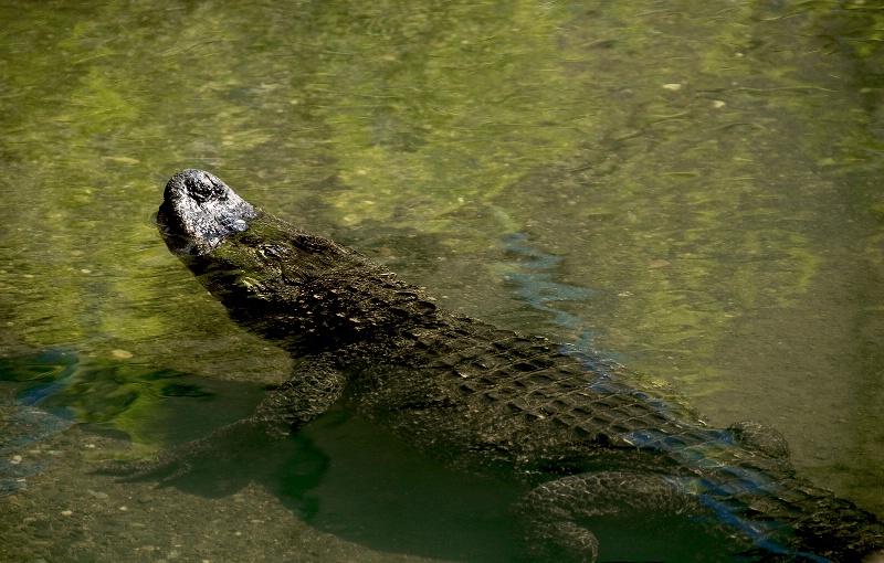 American Alligato, Wildlife Safari-OR - ID: 10020008 © Denny E. Barnes