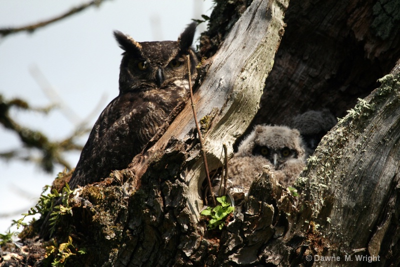 Great Horned Owl with Owlets