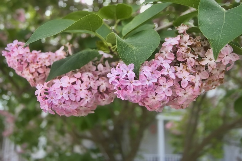 When Lilacs Last Bloomed