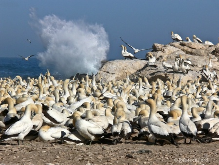 Gannets in South Africa