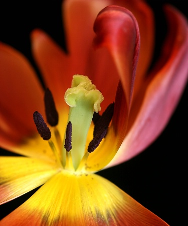 bi-color tulip