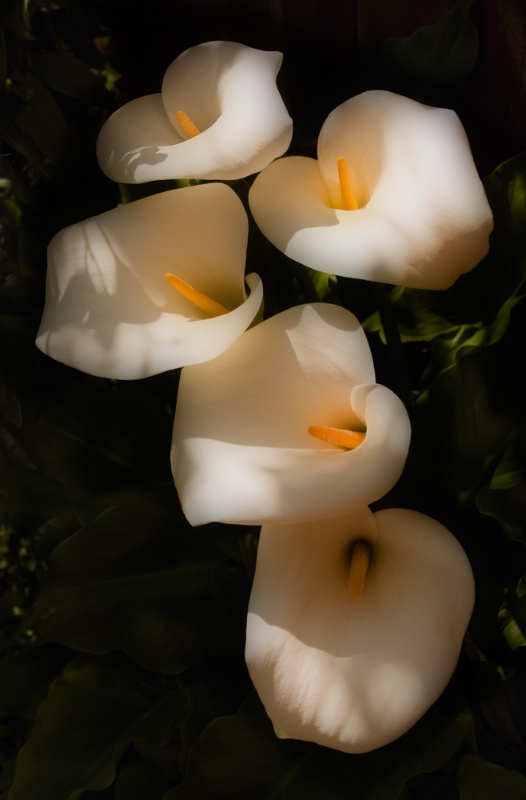 Dreamy Lilies