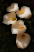 Dreamy Lilies