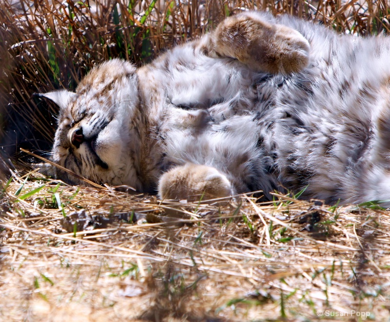 Napping in the sun - ID: 10023605 © Susan Popp