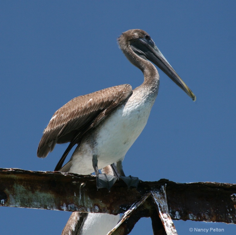 Pelican Perched