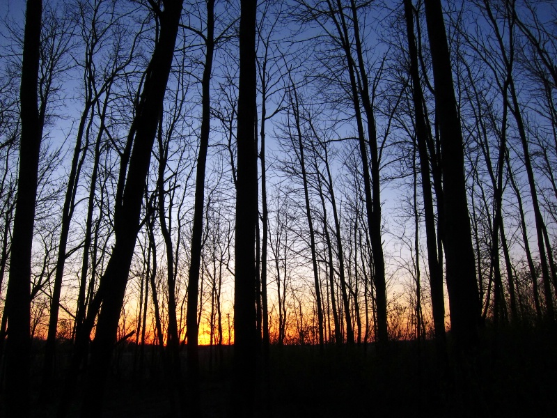 The wood at sunset