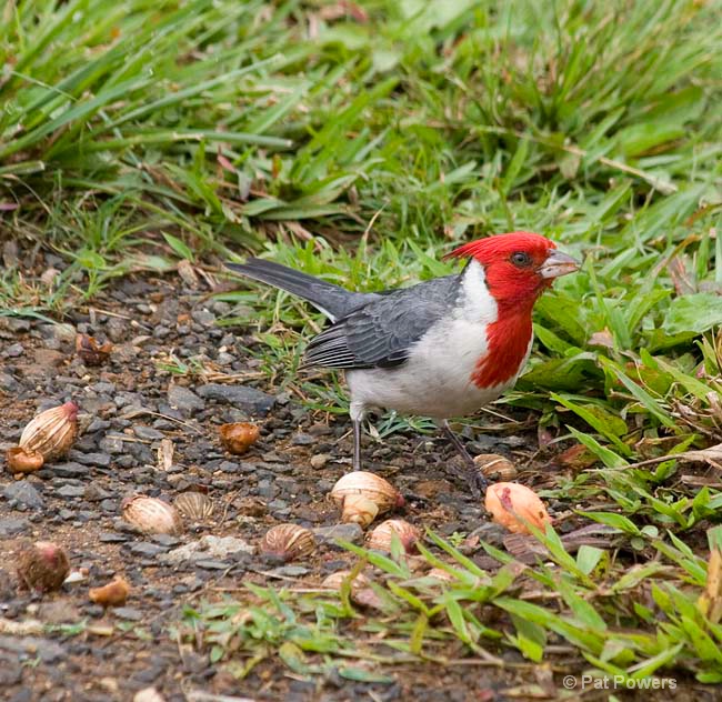 Red-crested Cardinal - ID: 10024357 © Pat Powers