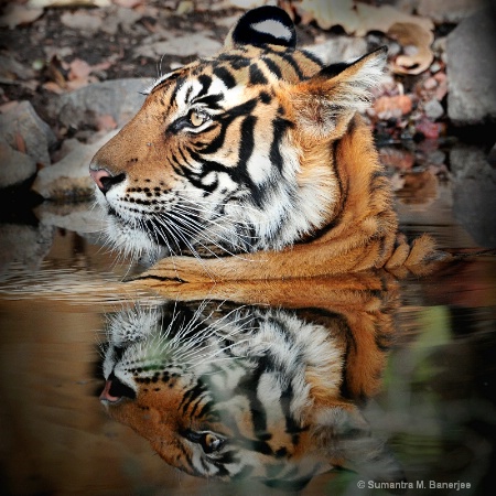 Tiger  Ranthambore Nat. Park, India