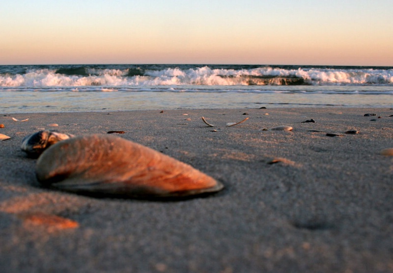 Sea  Shells by the Sea Shore