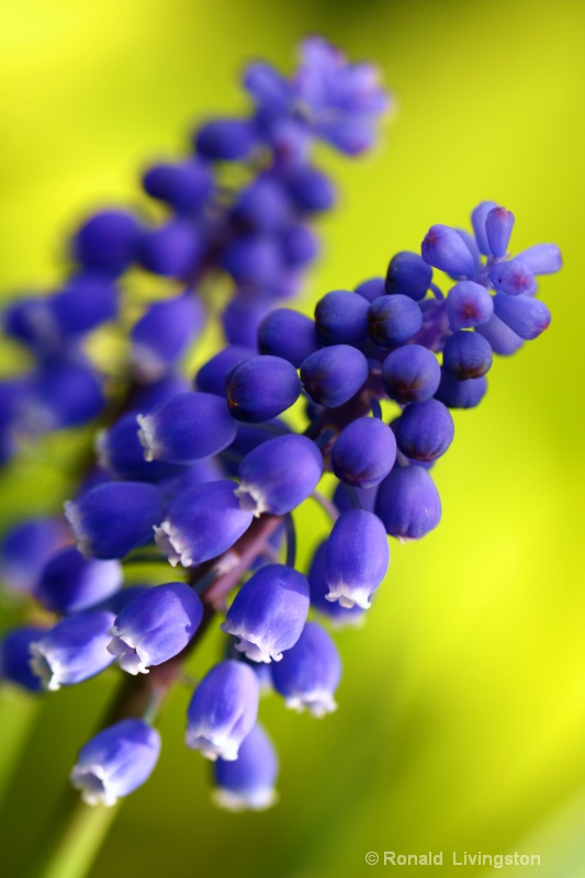 Grape Hyacinths - ID: 10026317 © Ron Livingston