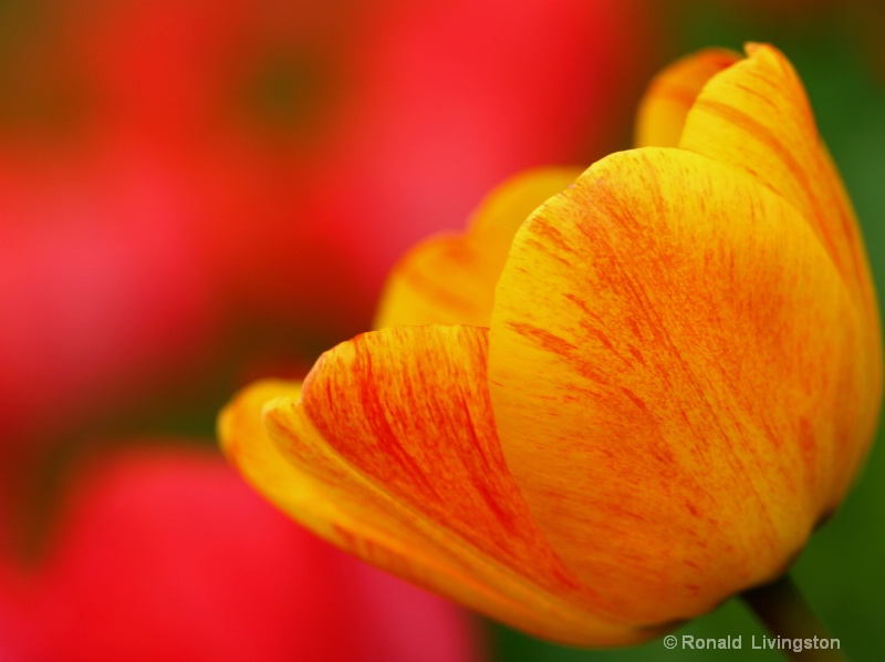 Tulip Treasure - ID: 10026333 © Ron Livingston
