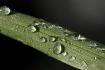 Drops on a Leaf