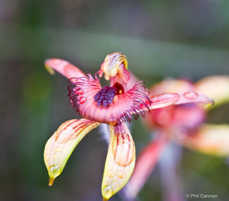 dancing spider orchid5
