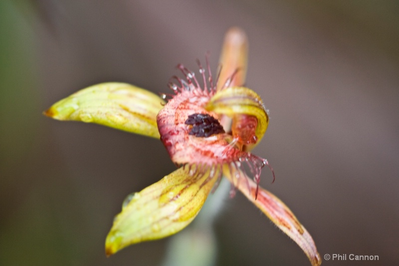 dancing spider orchid