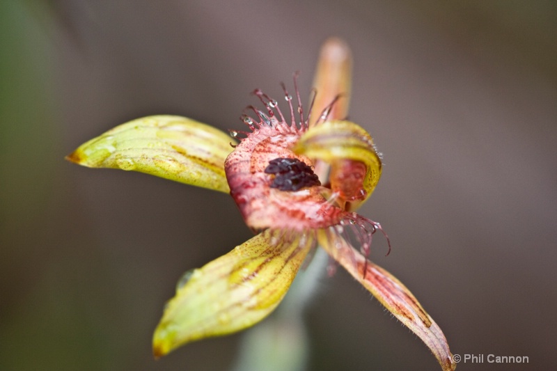 dancing spider orchid1
