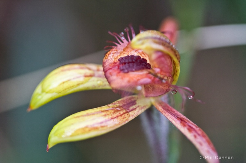 dancing spider orchid2