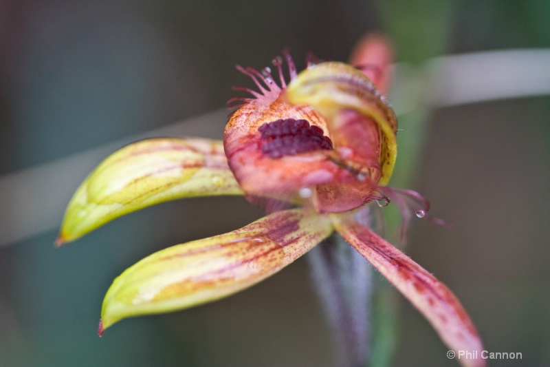 dancing spider orchid3
