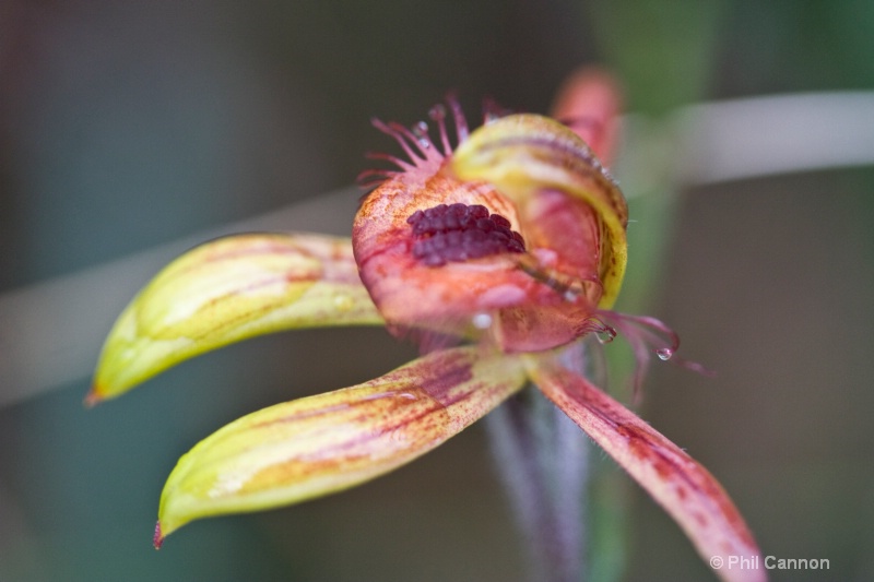 dancing spider orchid4