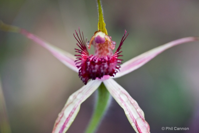 carousel spider orchid1