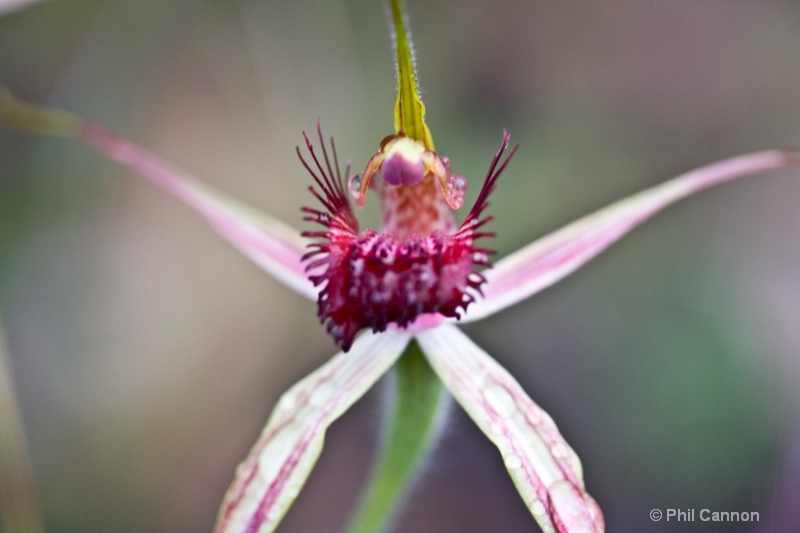 carousel spider orchid