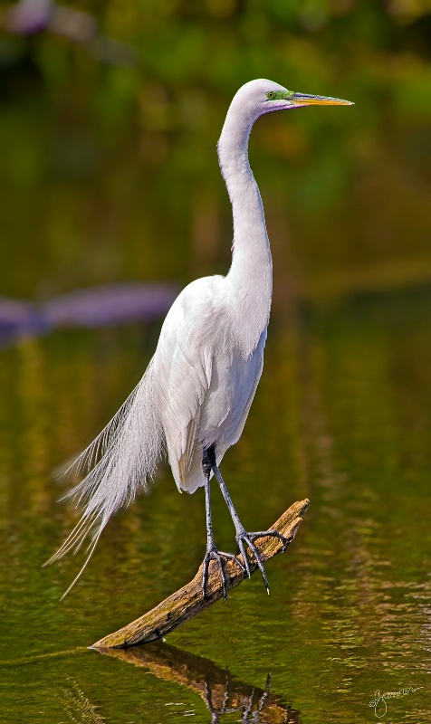 Great Egret Perched