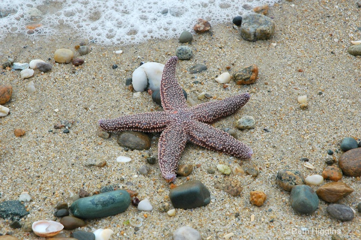 "Starfish II"    MV 128 - ID: 10028949 © Beth E. Higgins