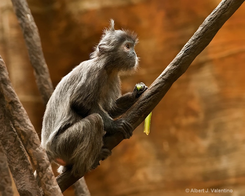 Silvered Langur Monkey - 3