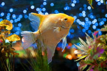 Fish Tank Gold
