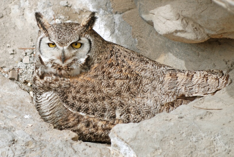 Great Horned Owl - ID: 10031379 © Diane Garcia