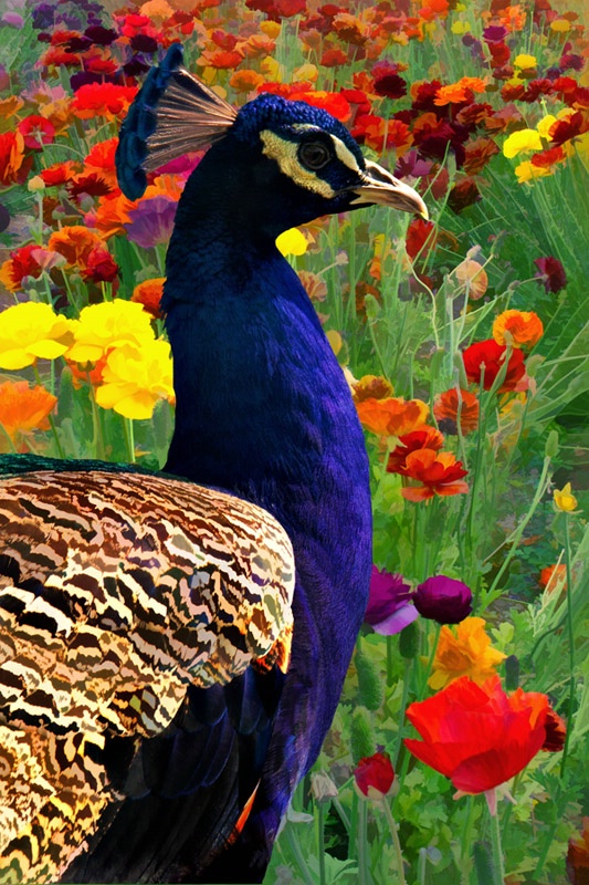 Peacock and Flowers
