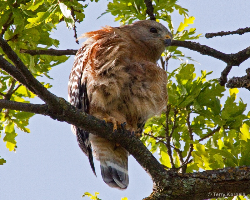Red Shouldered Hawk - ID: 10031811 © Terry Korpela