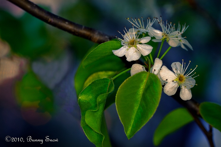 Ornamental Pear at Sunset