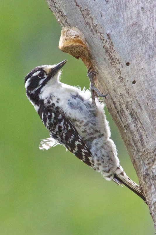 Downy Woodpecker female - ID: 10033146 © Terry Korpela