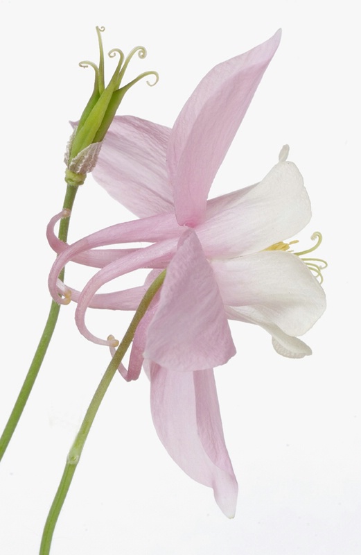 Hybrid Columbine