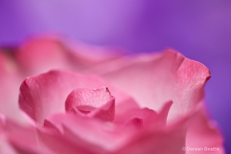 Pink Rose 3