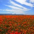 2As Far As the Eye Can See - ID: 10036290 © Kathy Salerni