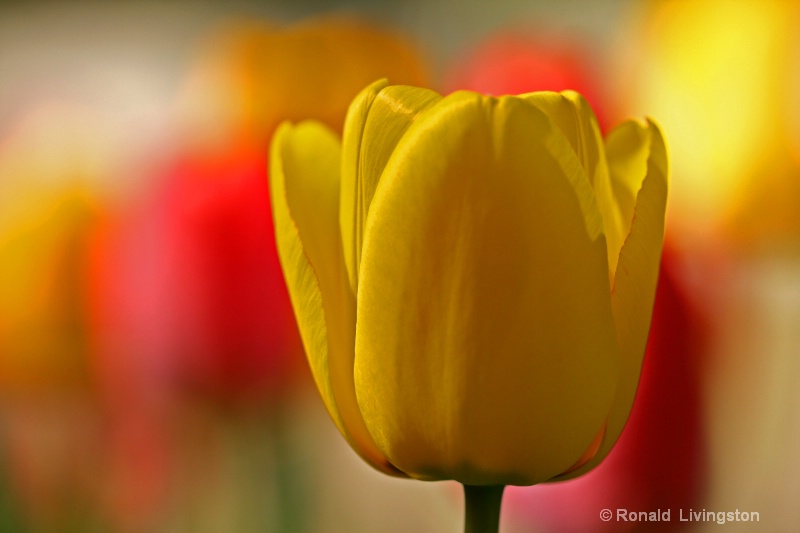 Spring Pleasure - ID: 10036760 © Ron Livingston