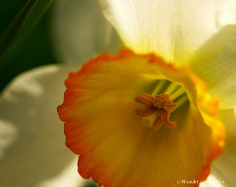 Daffodil Face - ID: 10036763 © Ron Livingston