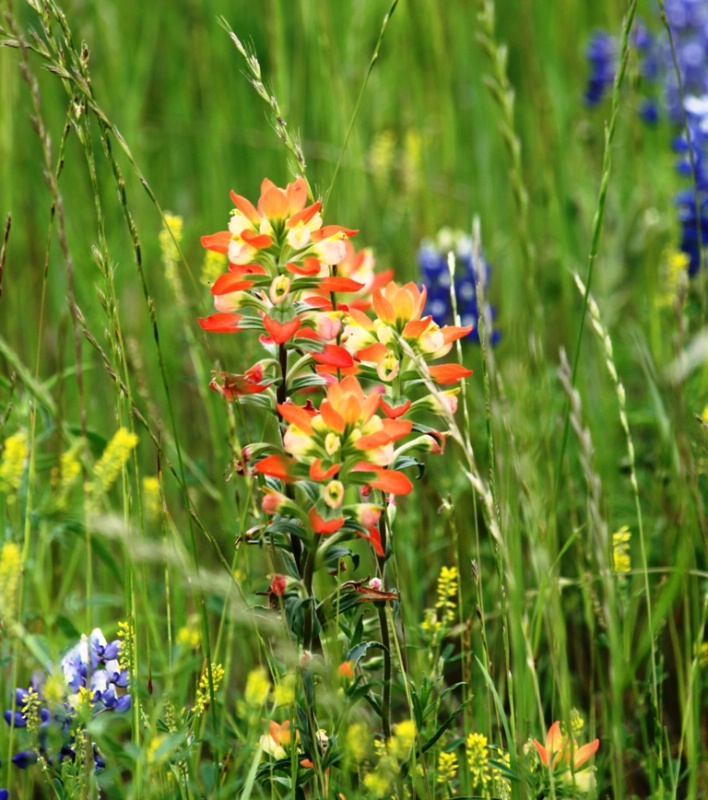 Colors In The Grass