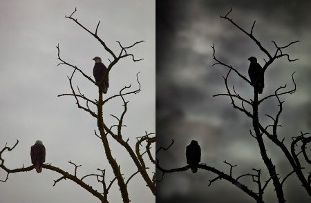 Eagle pair before & after