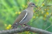 White-winged Dove