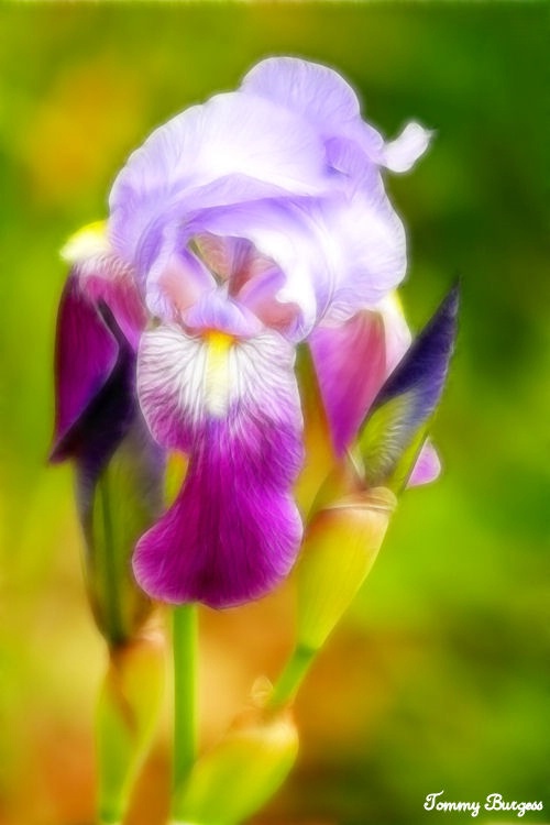 Bearded Iris