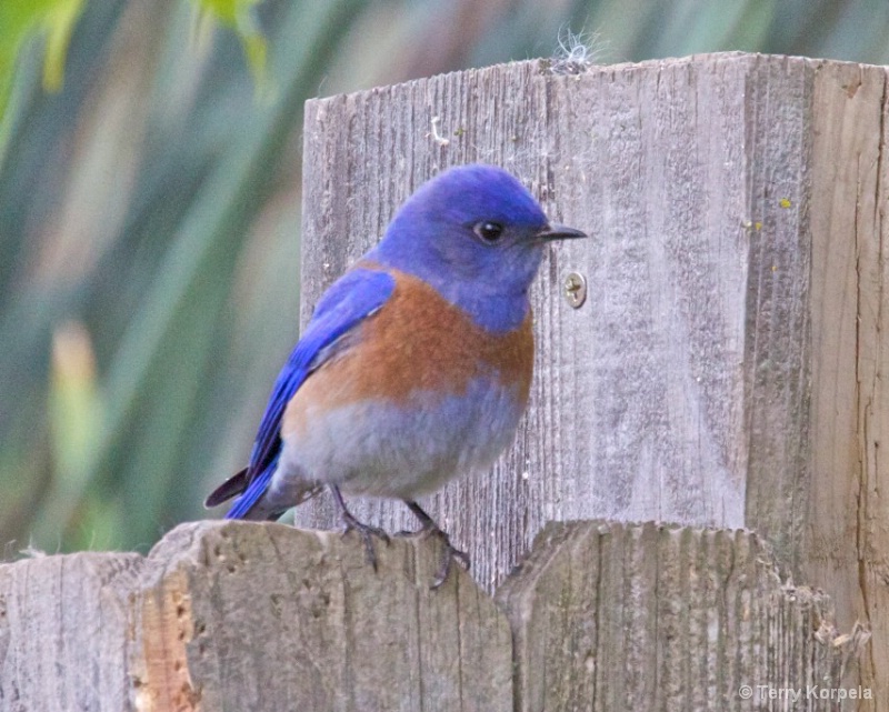 Western Bluebird male - ID: 10043481 © Terry Korpela