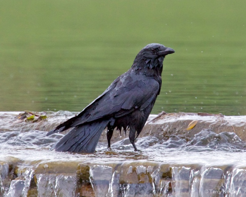 bath time for crow - ID: 10043484 © Terry Korpela